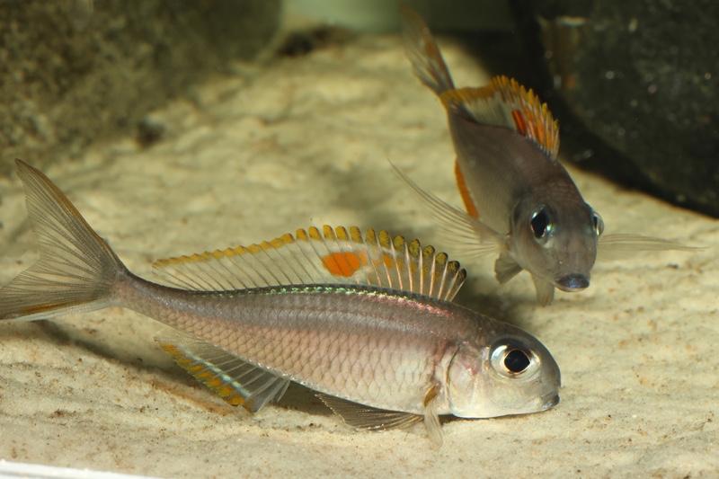 Xenotilapia nigrolabiata 'Chituta Bay'